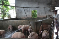 Giá heo tăng “kinh hoàng” mà chẳng hiểu vì sao